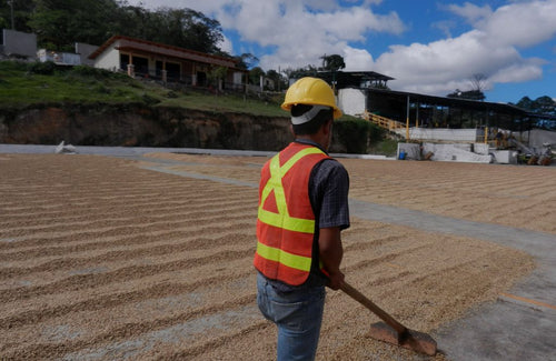 HONDURAS MARCALA DECAF